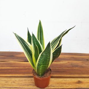 Sansevieria Trifasciata V.9