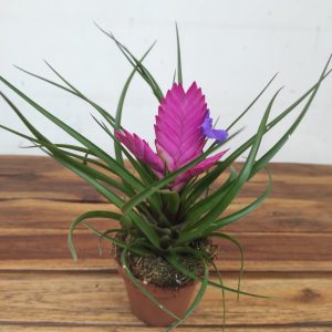 Tillandsia Cyanea 'Josée'