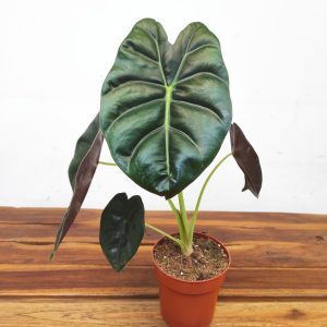 Alocasia 'Golden Bone'