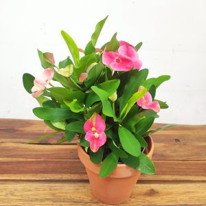 Euphorbia (Milii Grp) In Rustique Ceramic