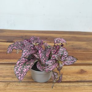 Hypoestes Phyllostachys - Rosa Escuro