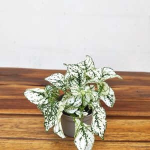 Hypoestes Phyllostachys - Branco