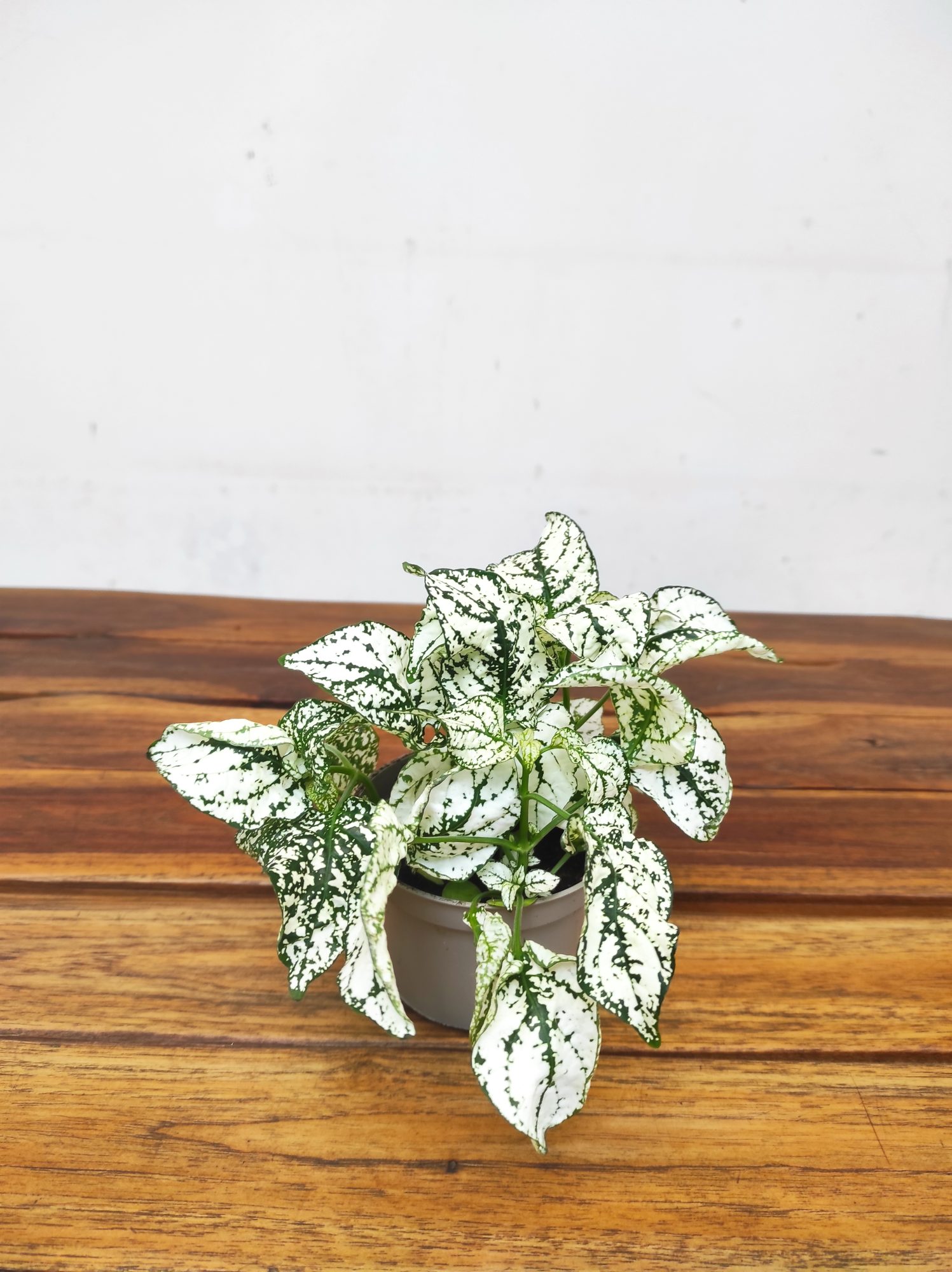 Hypoestes Phyllostachys - Branco