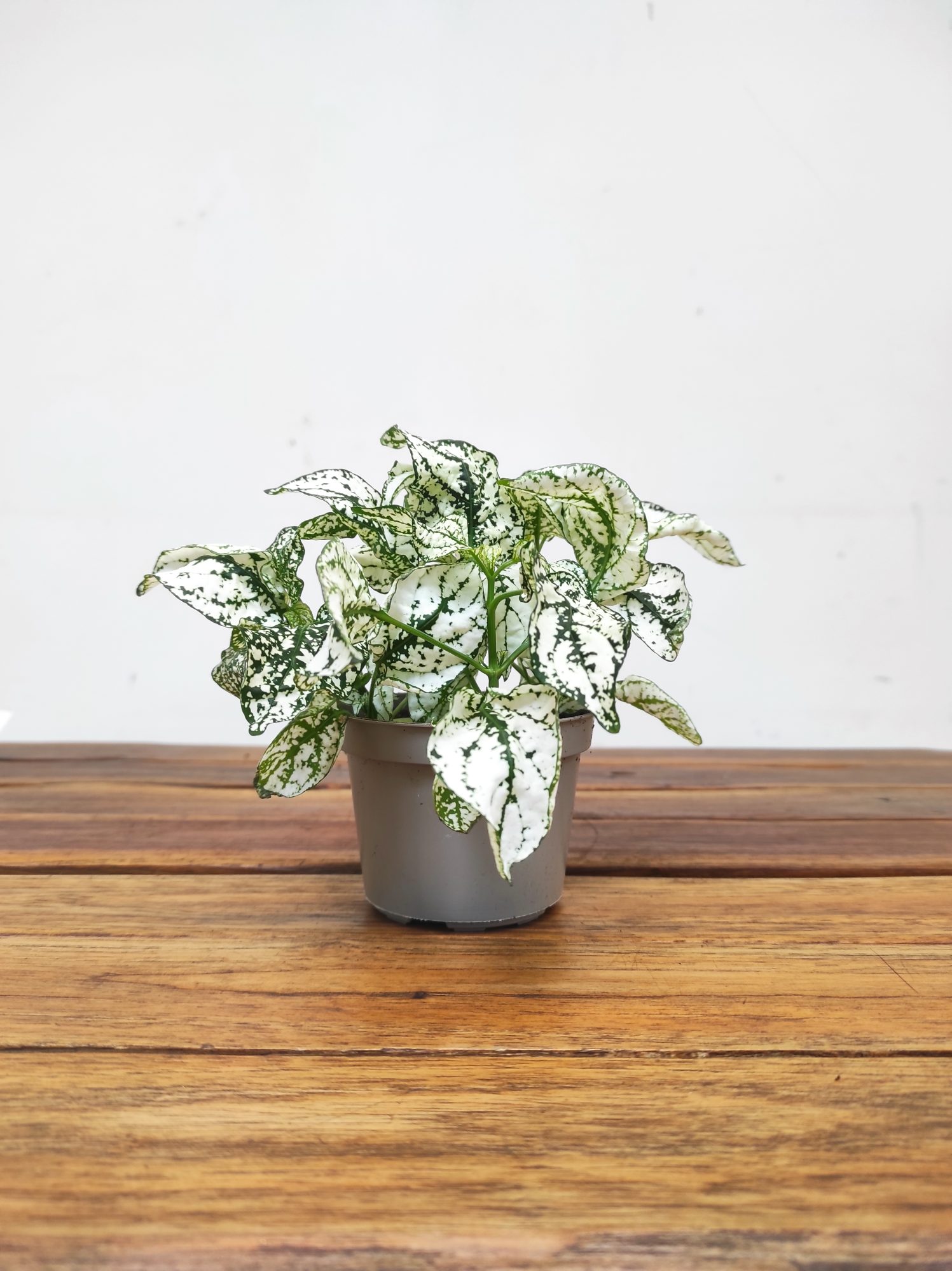 Hypoestes Phyllostachys - Branco - Image 2