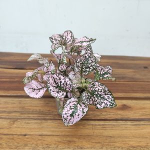 Hypoestes Phyllostachys - Rosa Claro