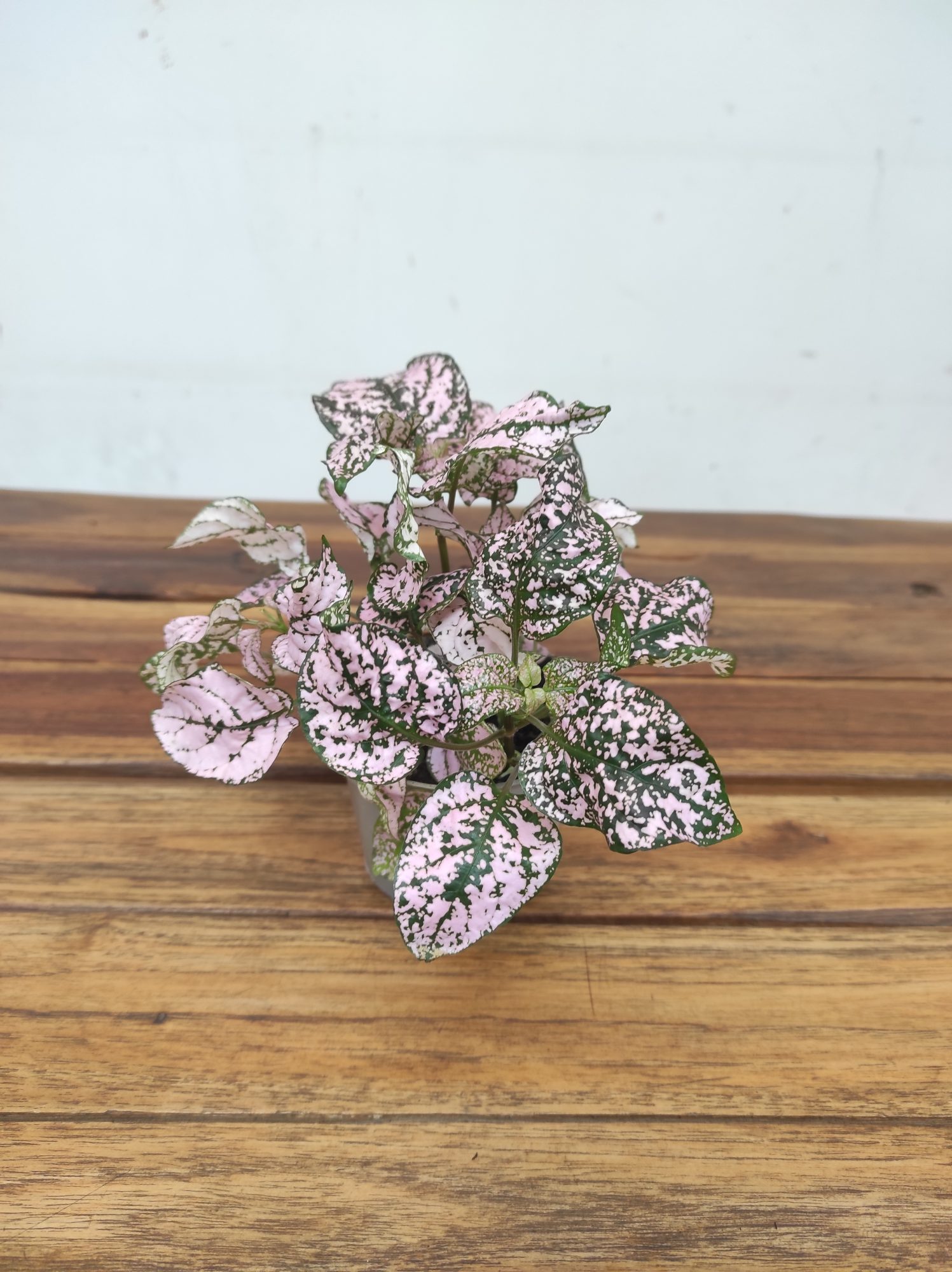 Hypoestes Phyllostachys - Rosa Claro