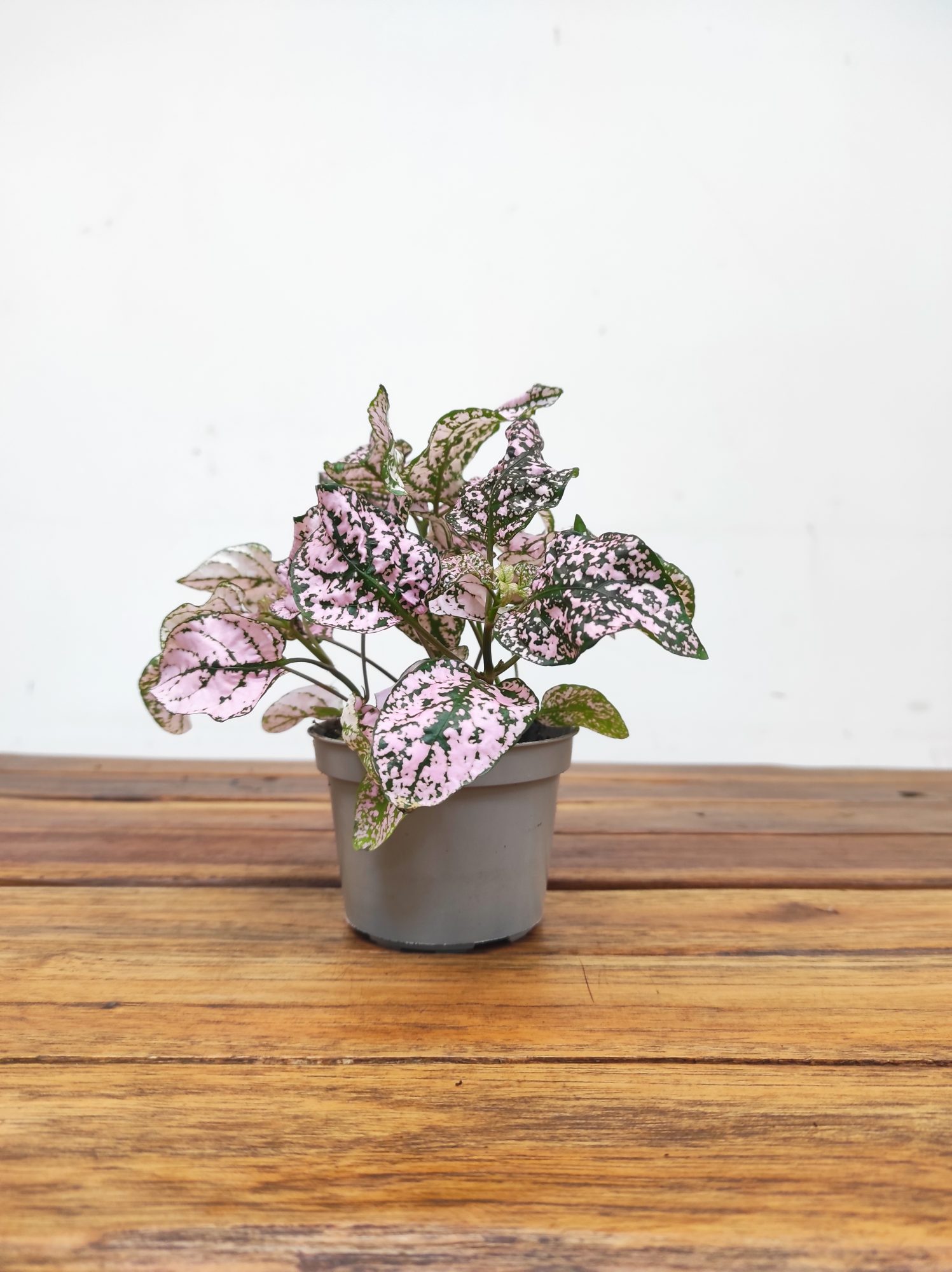 Hypoestes Phyllostachys - Rosa Claro - Image 2