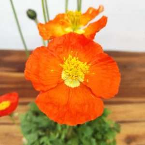 Papaver Nudicaule - Laranja