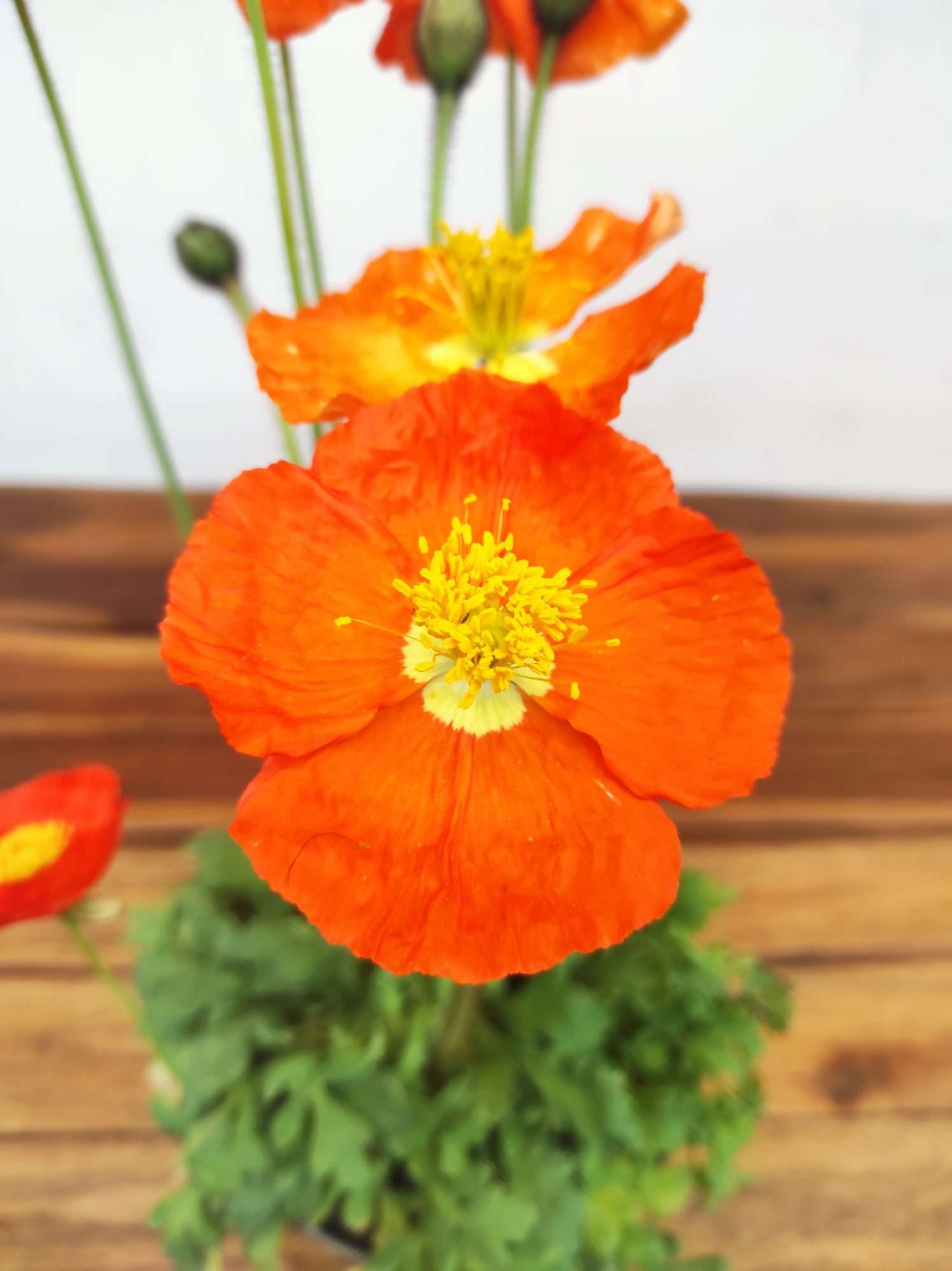 Papaver Nudicaule - Laranja
