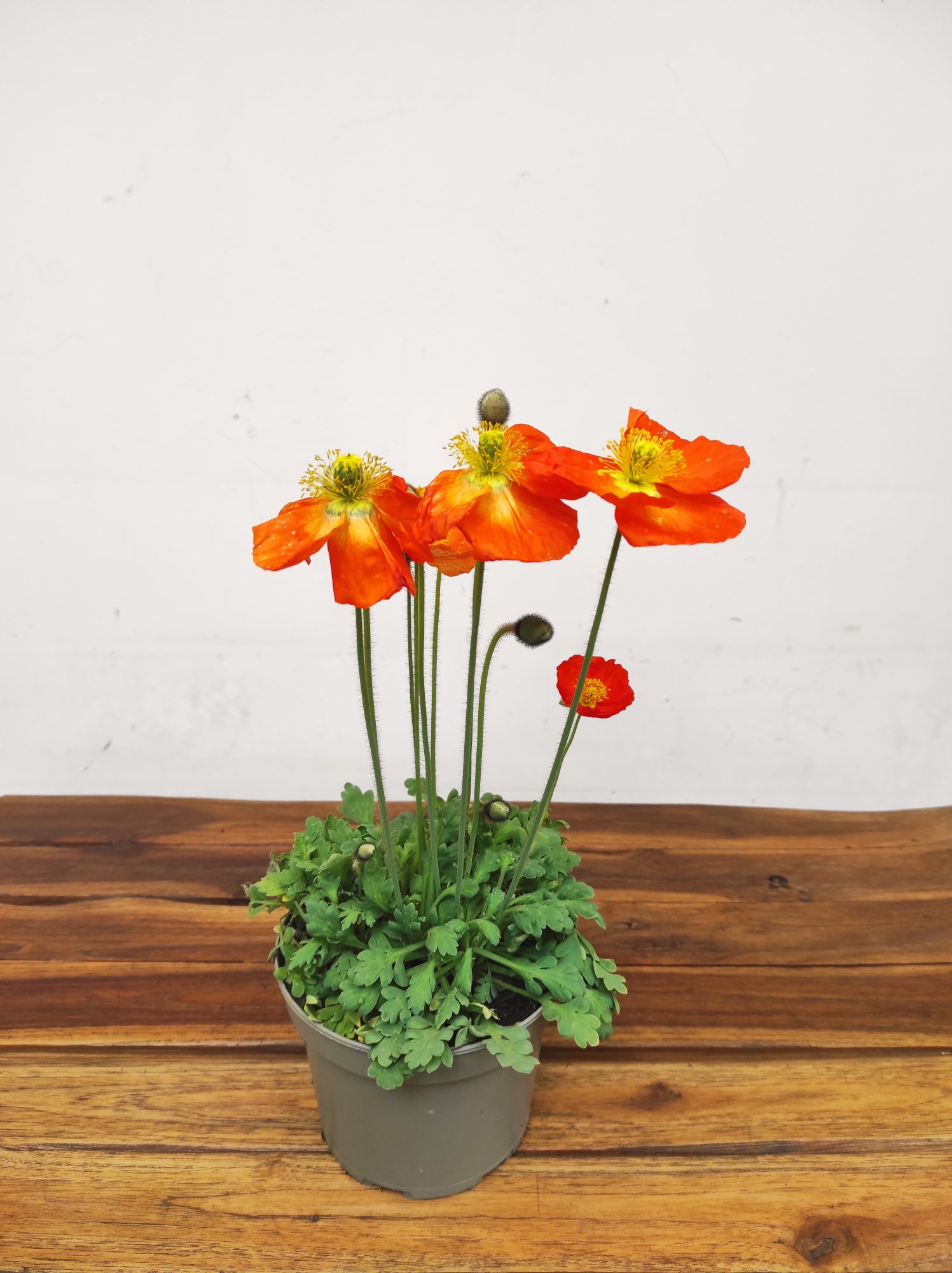 Papaver Nudicaule - Laranja - Image 3
