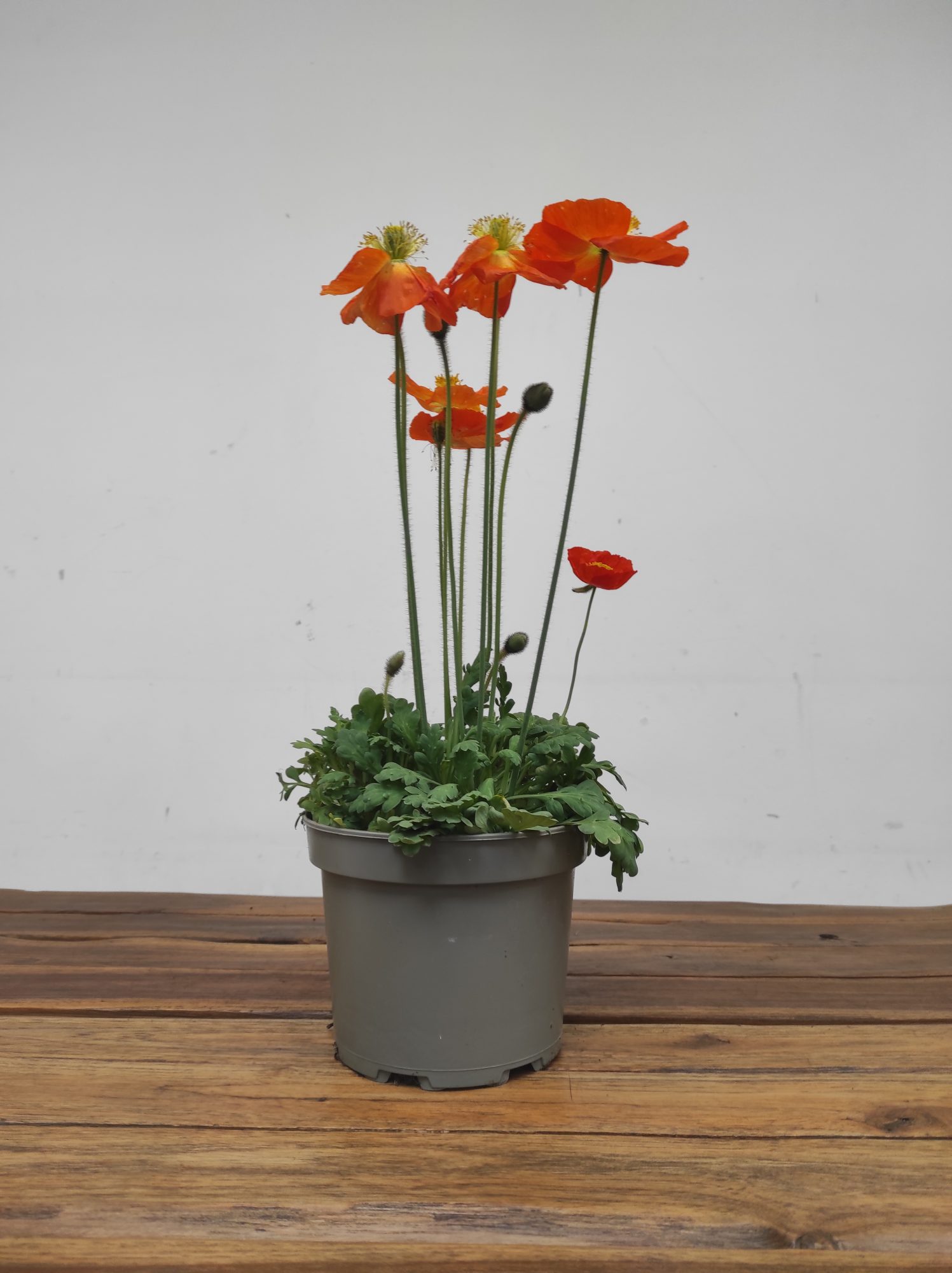 Papaver Nudicaule - Laranja - Image 2