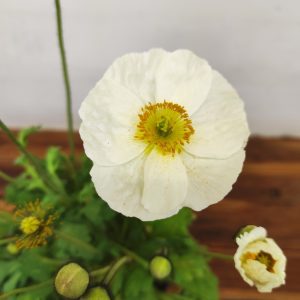 Papaver Nudicaule - Branco