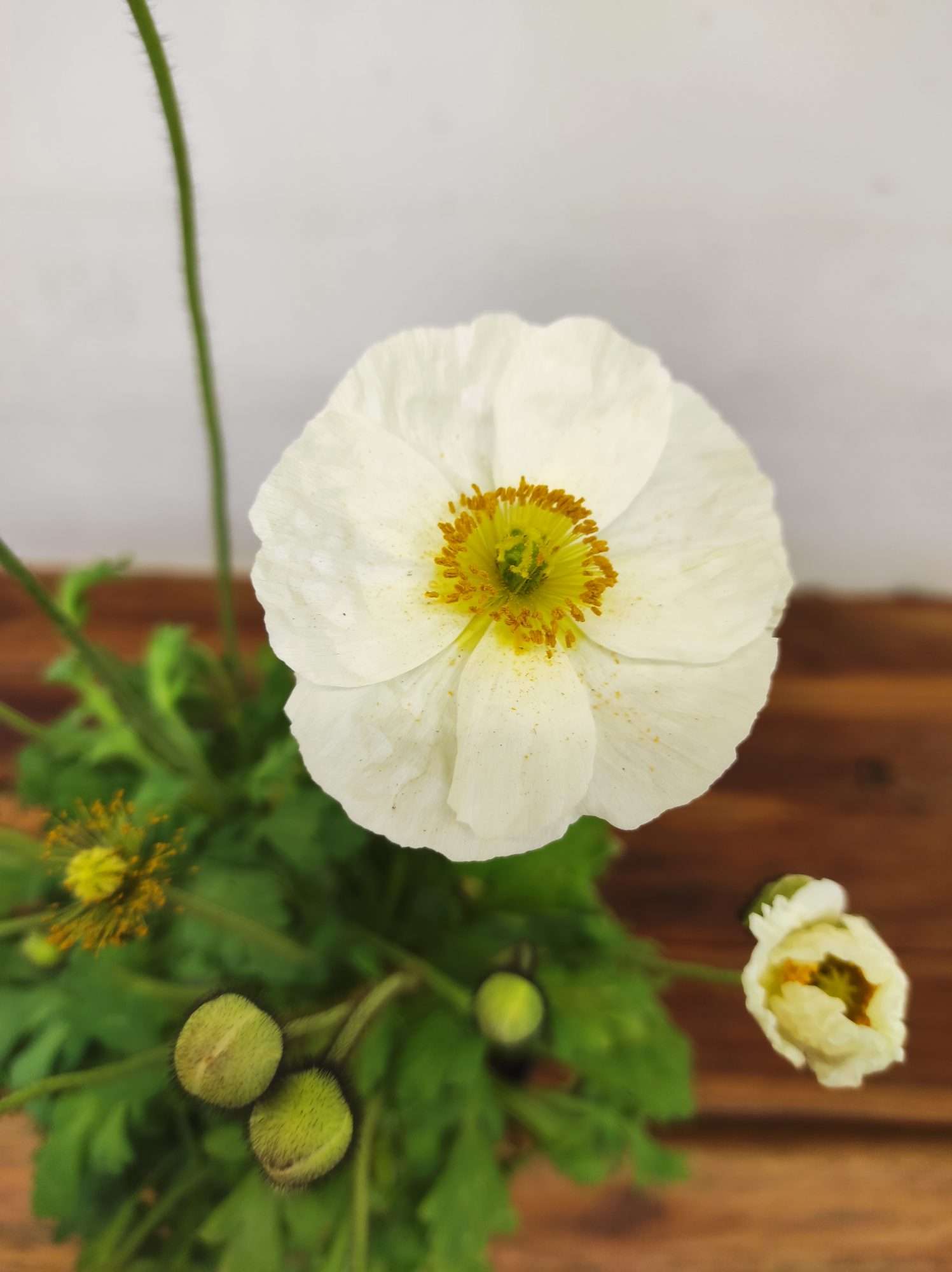 Papaver Nudicaule - Branco