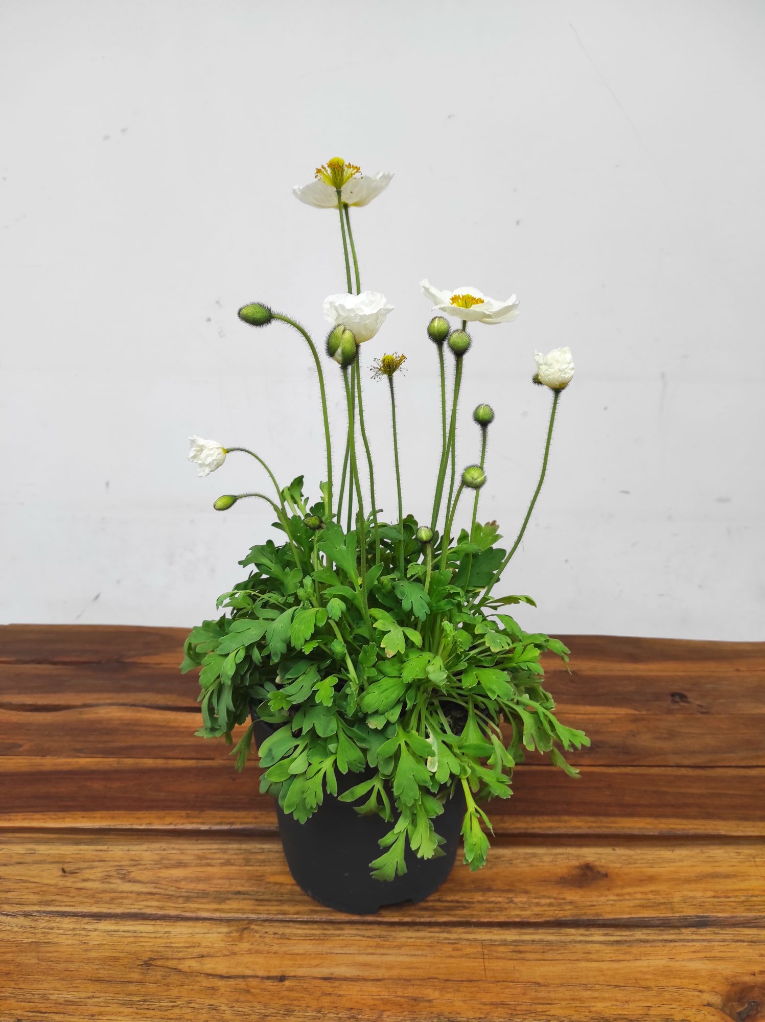 Papaver Nudicaule - Branco - Image 2