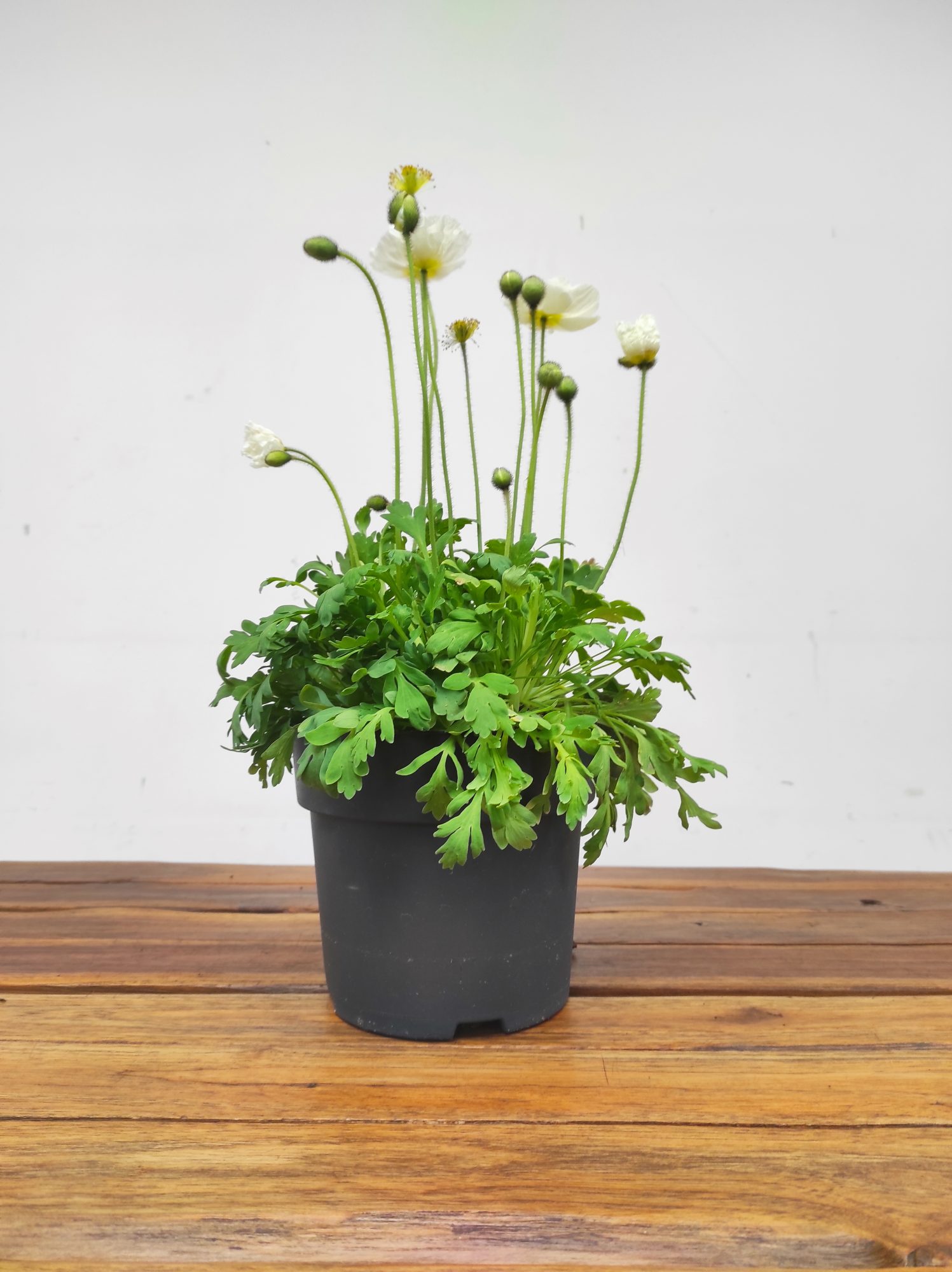 Papaver Nudicaule - Branco - Image 3