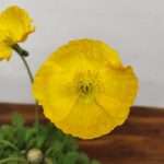 Papaver Nudicaule - Amarelo