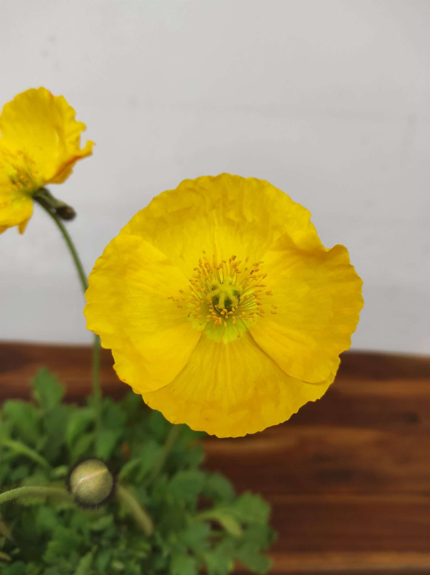 Papaver Nudicaule - Amarelo