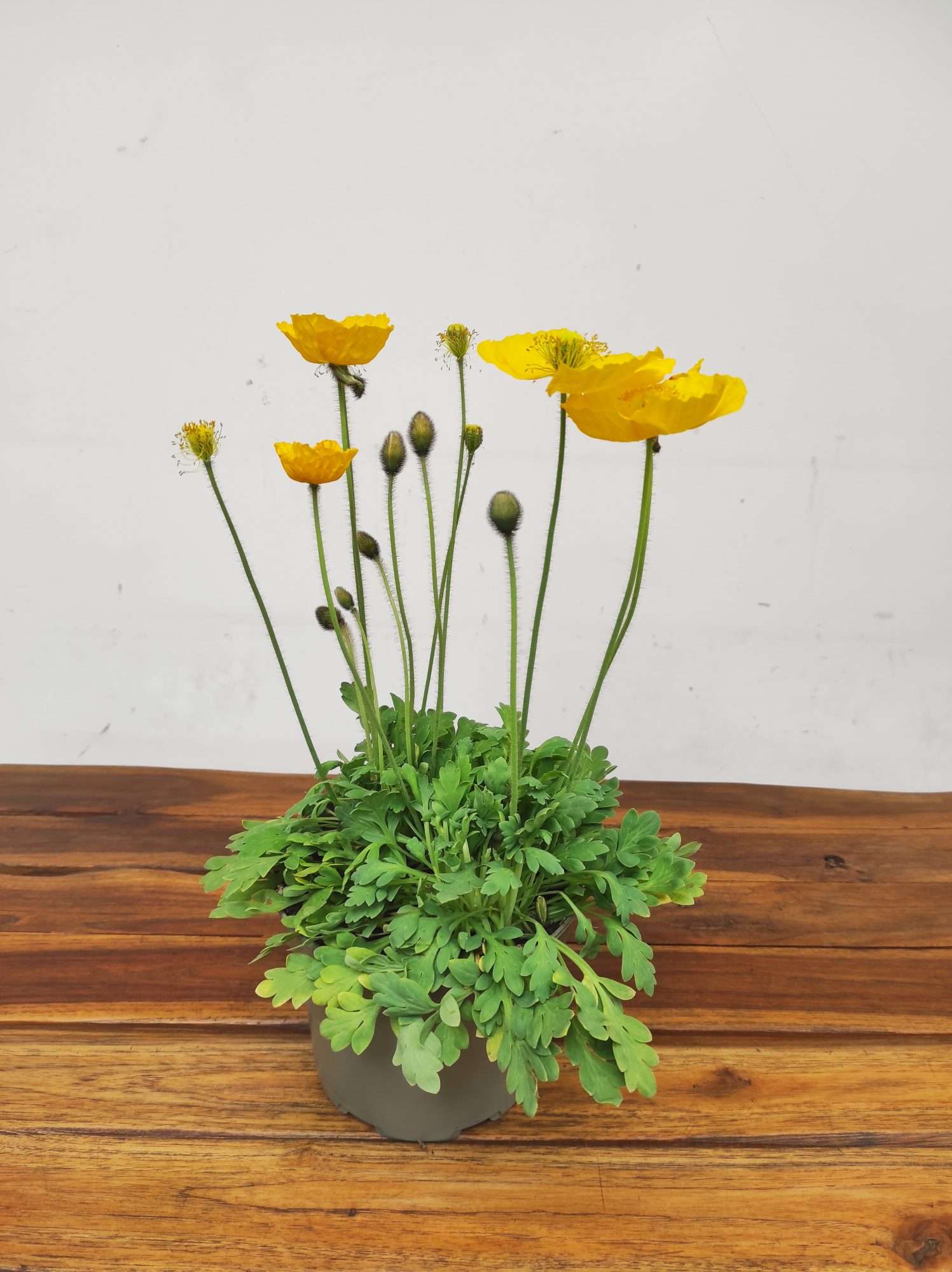 Papaver Nudicaule - Amarelo - Image 3