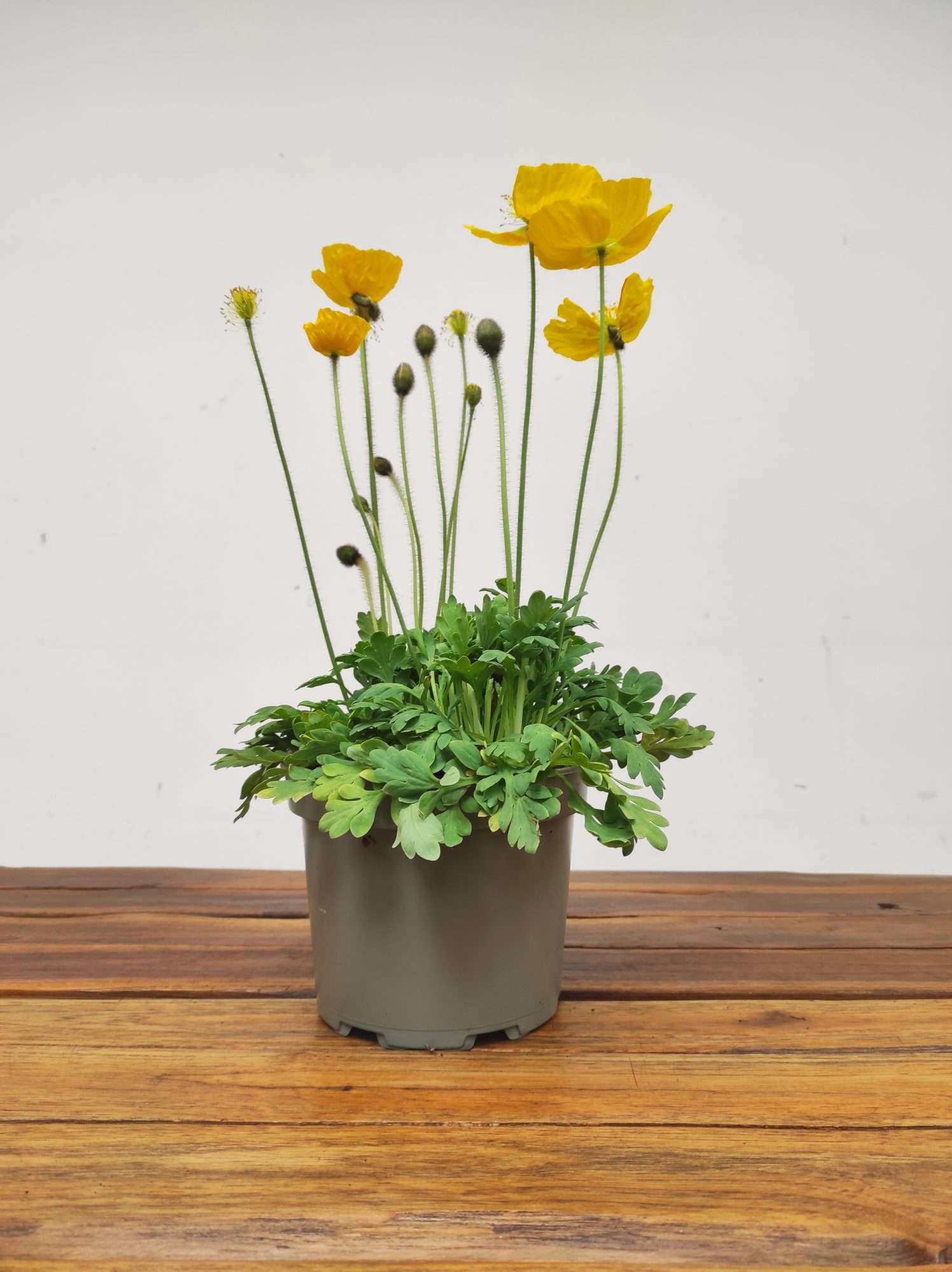 Papaver Nudicaule - Amarelo - Image 2