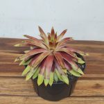 Sempervivum 'Chickch Gi Gold Mine'