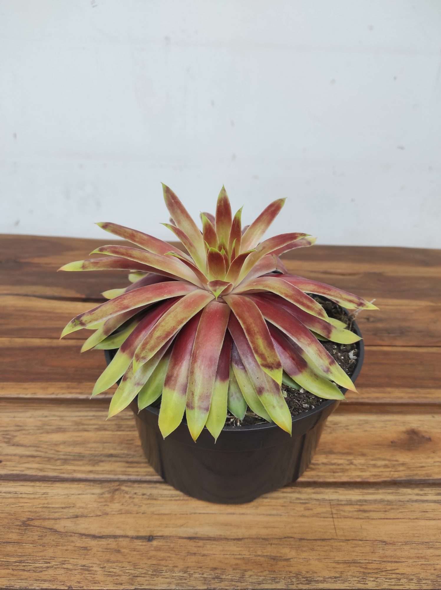 Sempervivum 'Chickch Gi Gold Mine'