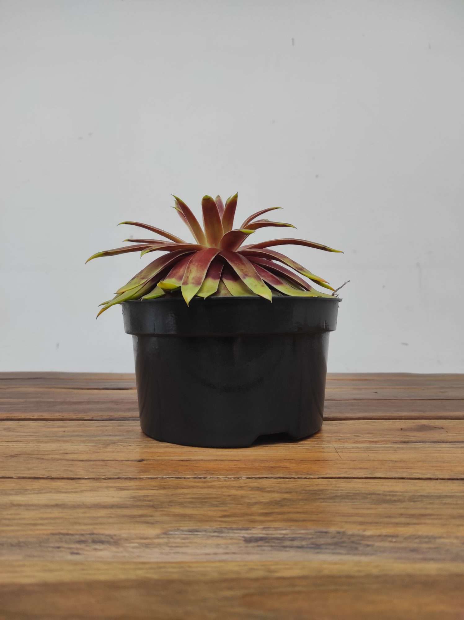 Sempervivum 'Chickch Gi Gold Mine' - Image 2