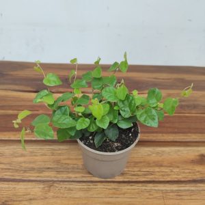 Ficus Pumila 'Green Sunny'