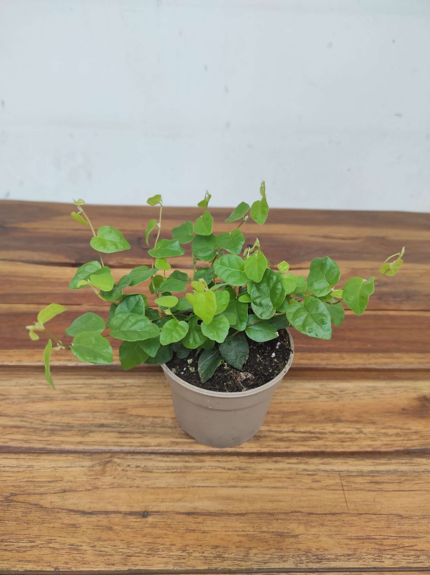 Ficus Pumila 'Green Sunny'