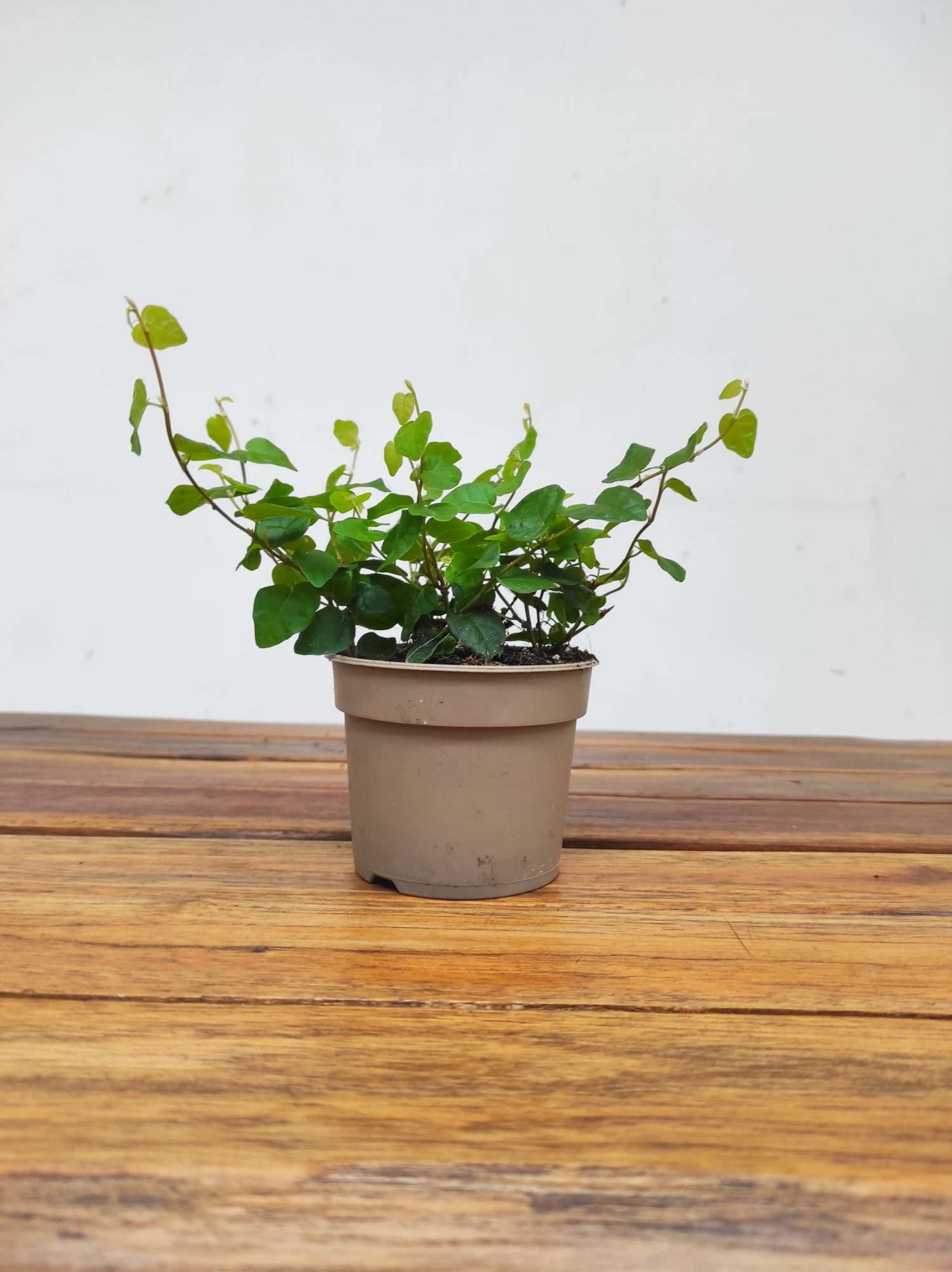 Ficus Pumila 'Green Sunny' - Image 2