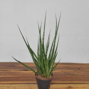 Sansevieria Cyl. Digitorum