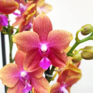 Phalaenopsis Multi. 'Ant Bolgheri' - 3 Hastes