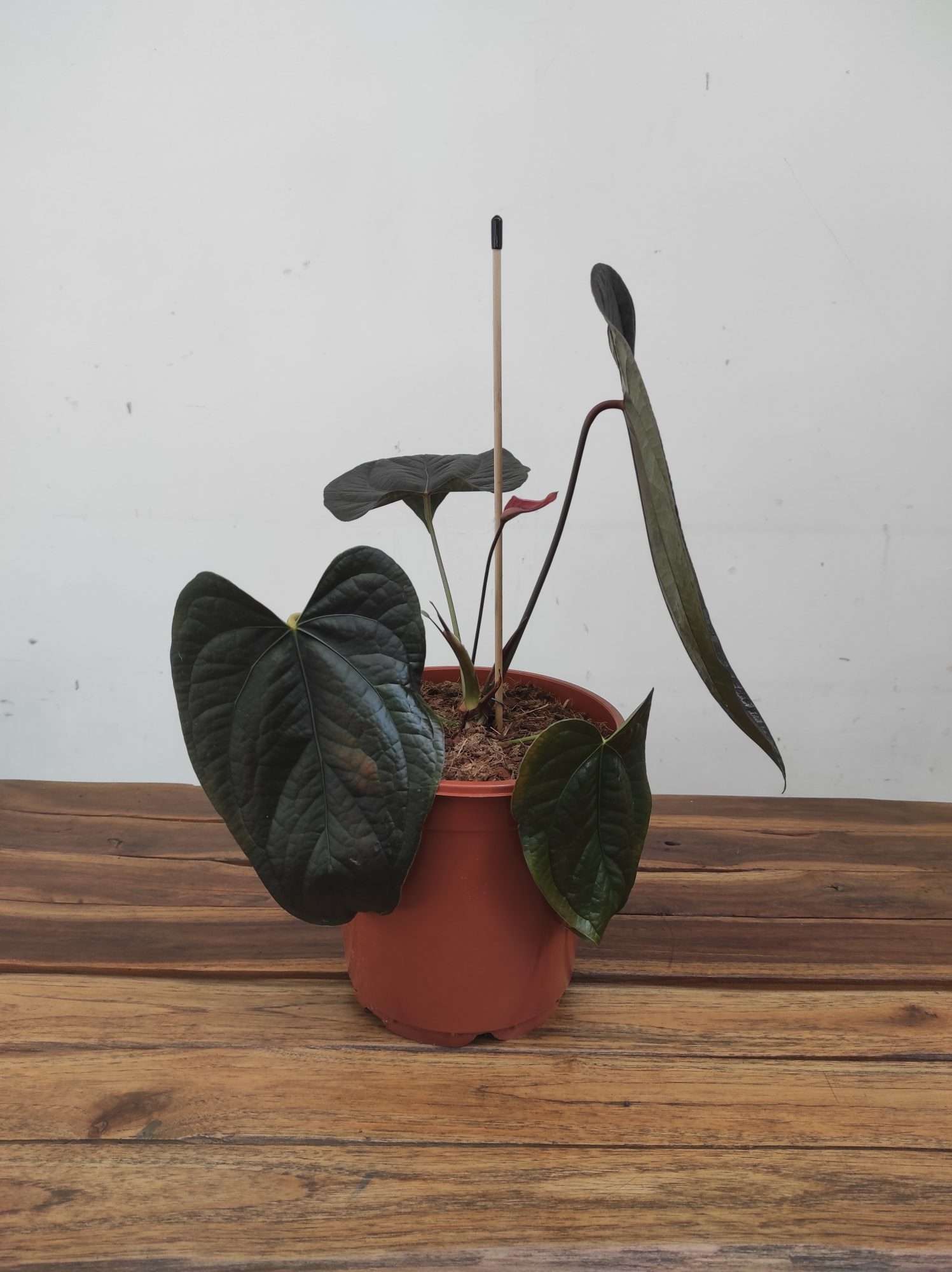 Anthurium 'Queen Of Hearts' - Image 3