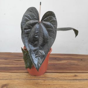 Anthurium 'Queen Of Hearts'