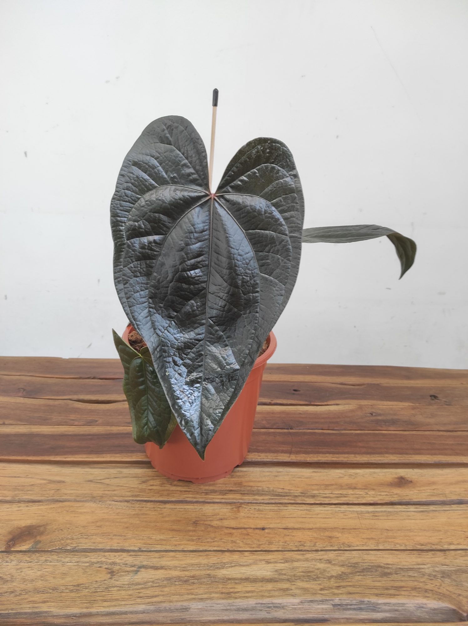 Anthurium 'Queen Of Hearts'