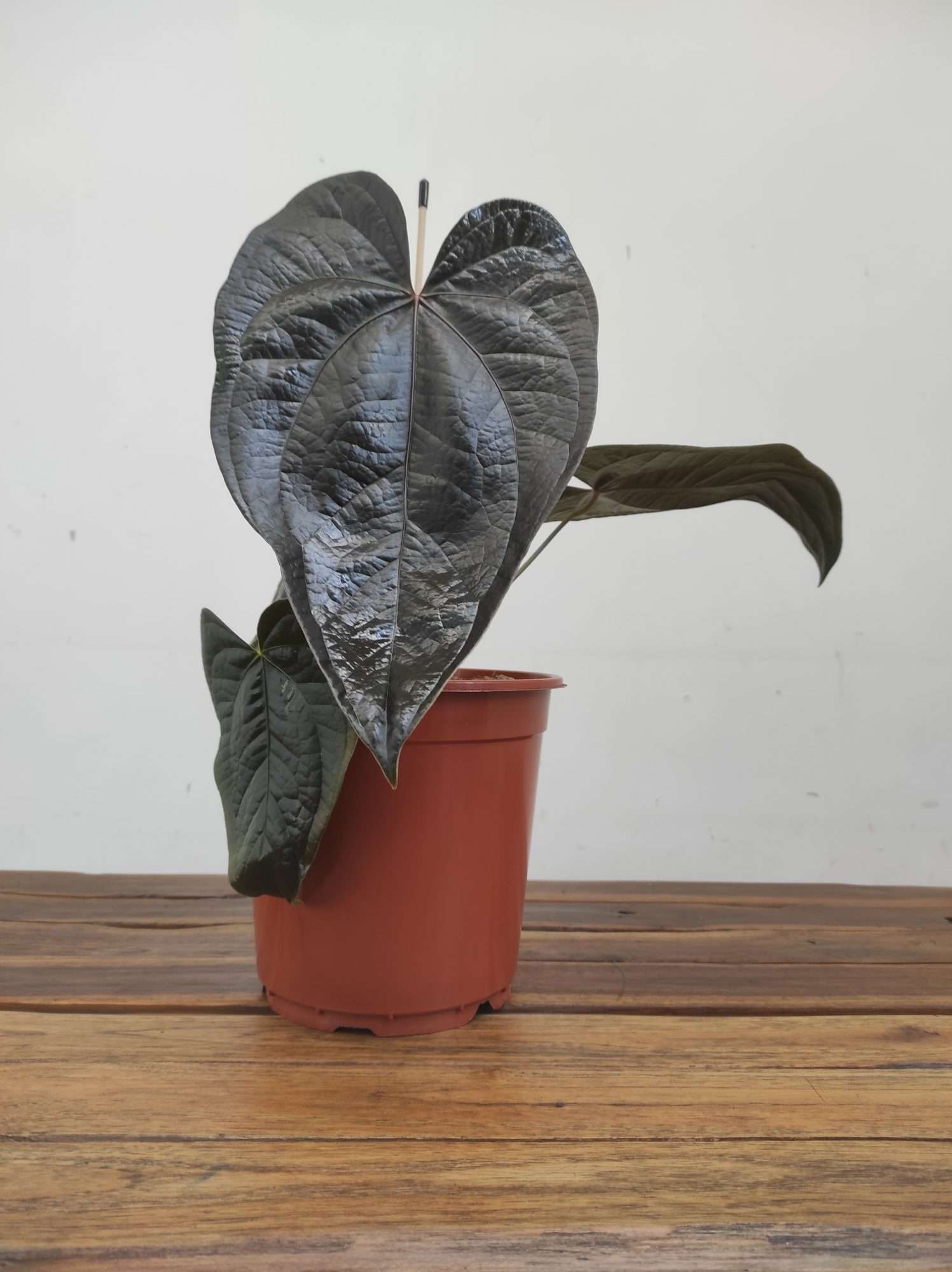 Anthurium 'Queen Of Hearts' - Image 2