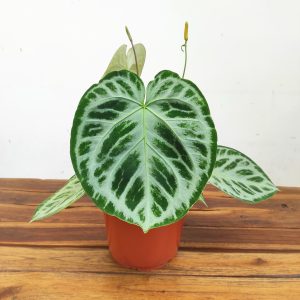 Anthurium 'Sylver Blush'