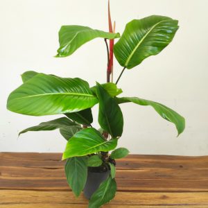 Philodendron Geniculatum 'Jet Streak'