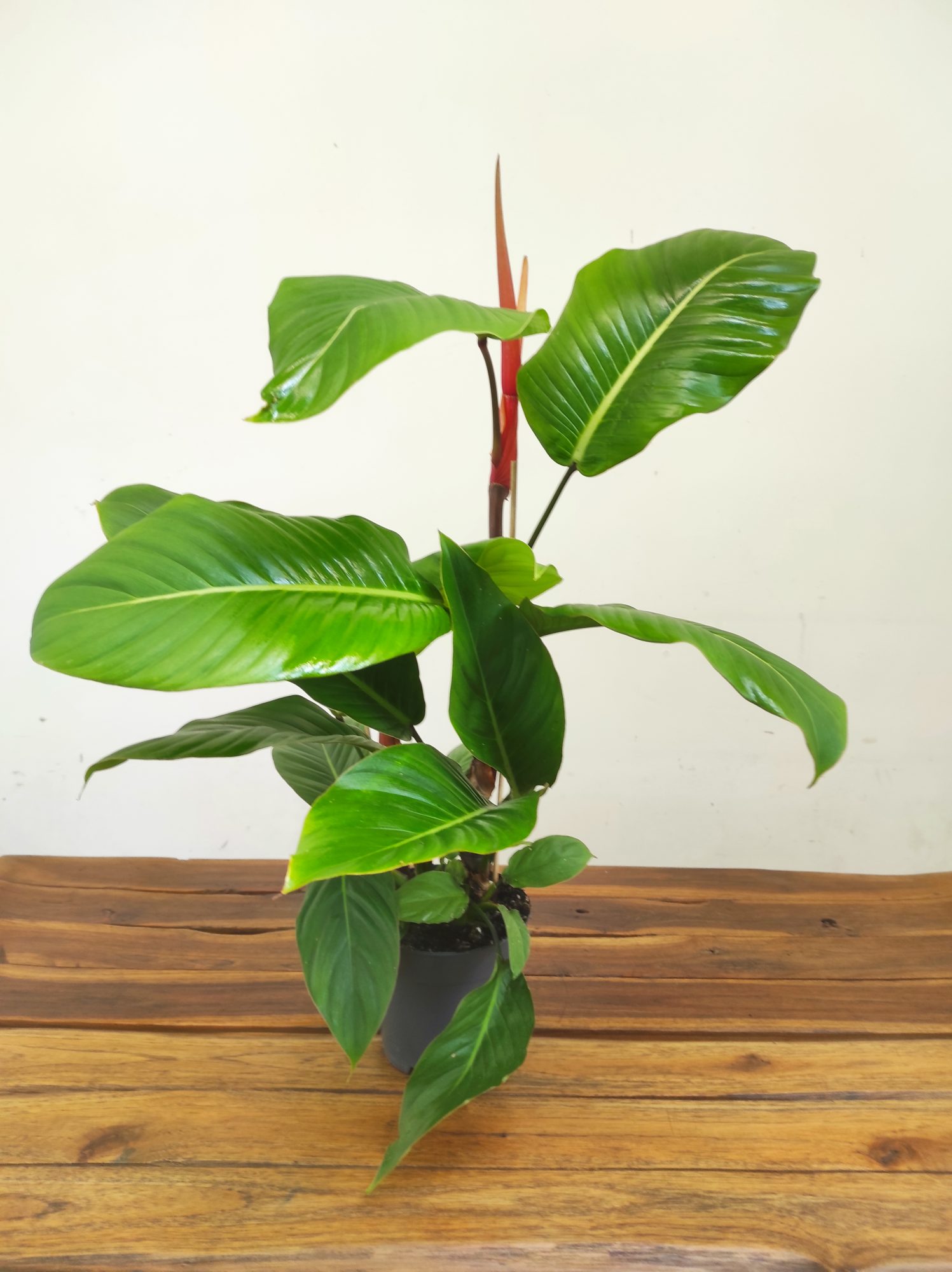 Philodendron Geniculatum 'Jet Streak'