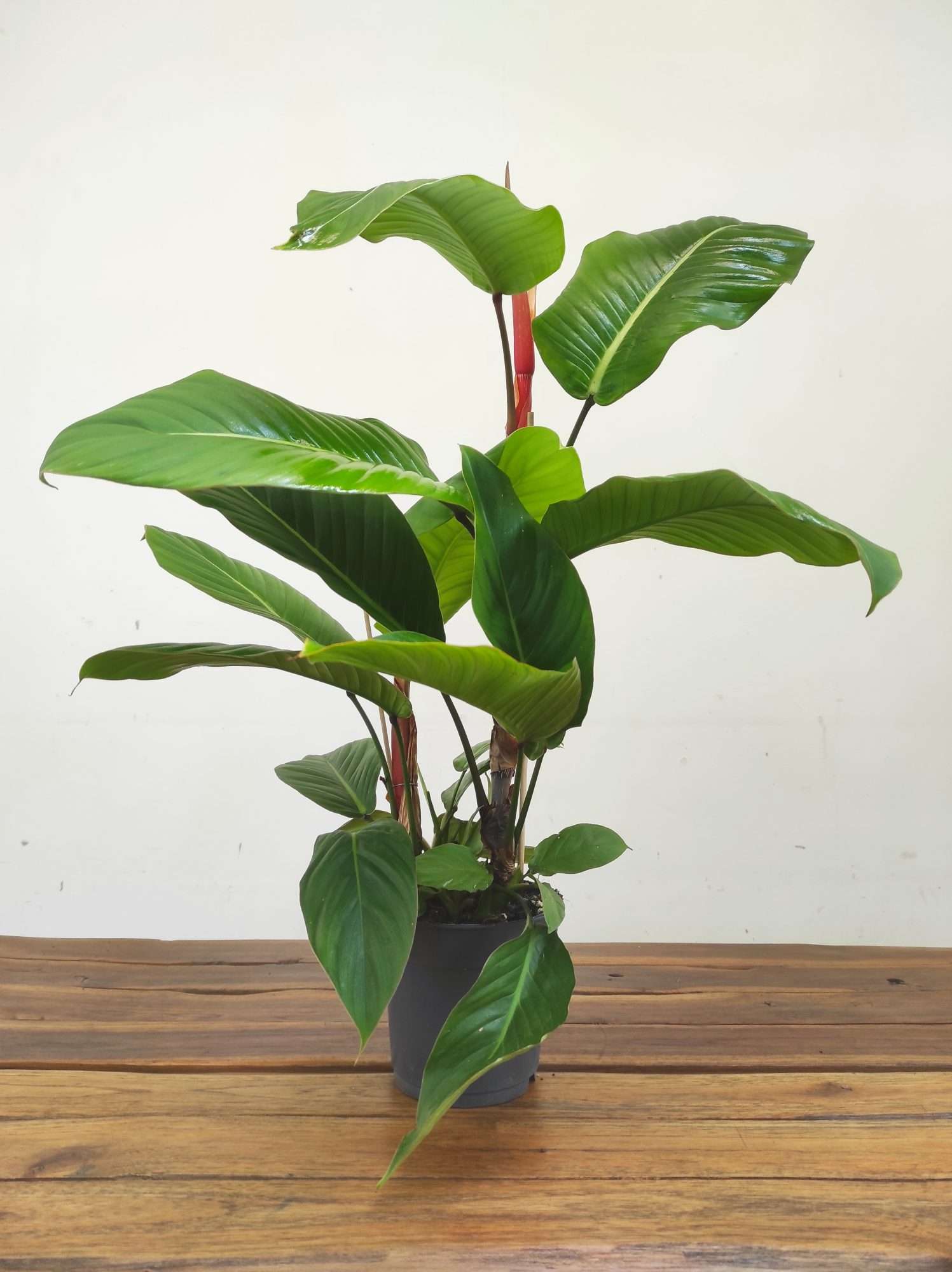 Philodendron Geniculatum 'Jet Streak' - Image 2