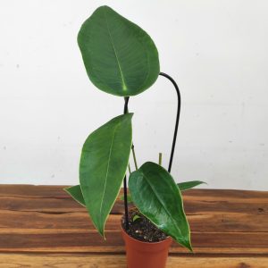 Anthurium Peltigerum