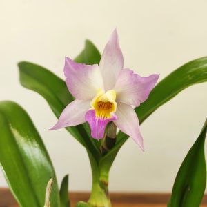 Cattleya V.12