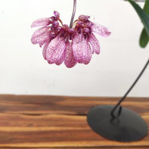 Bulbophyllum 'eberhardtii' - Suspensão