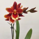 Colmanara Inferno -1 Haste