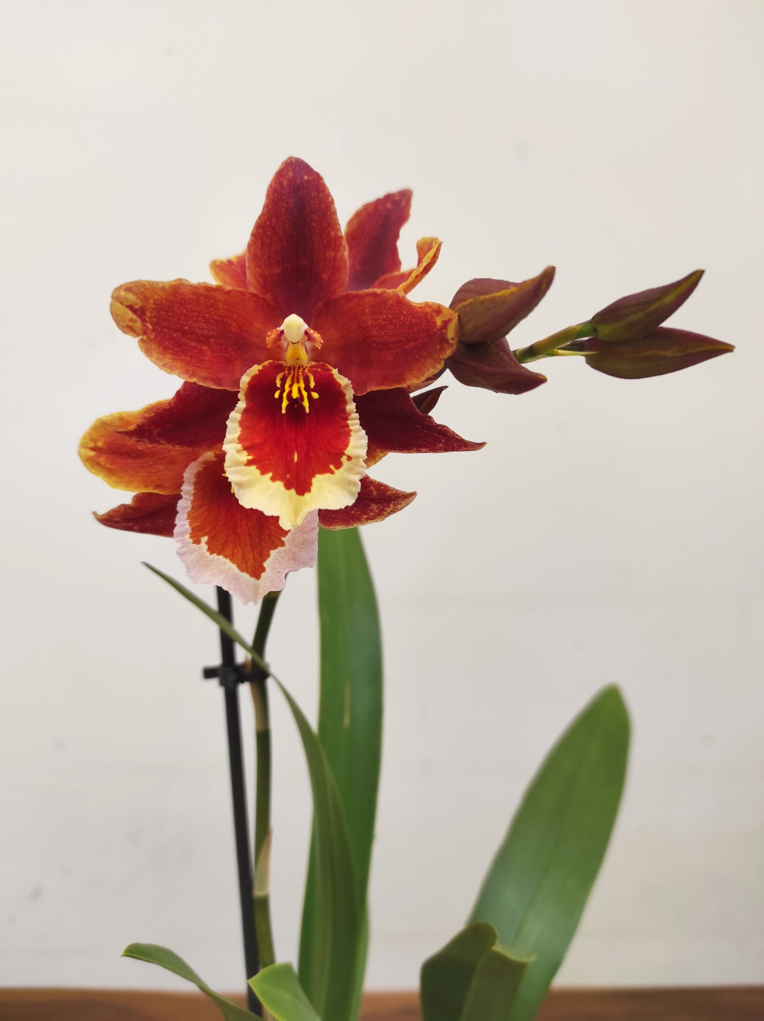 Colmanara Inferno -1 Haste