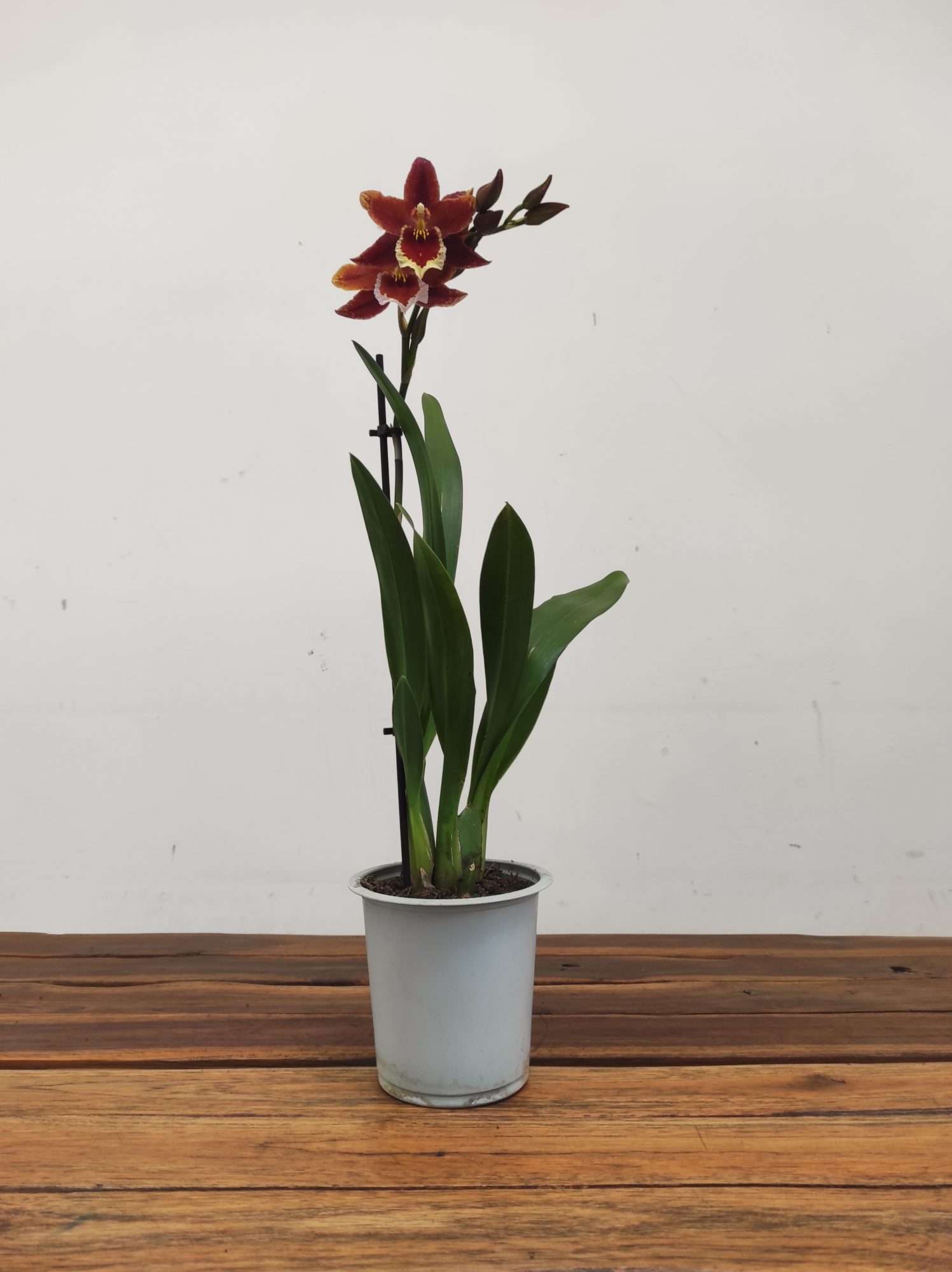 Colmanara Inferno -1 Haste - Image 2