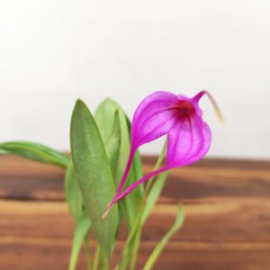 Masdevallia Rosa V.6