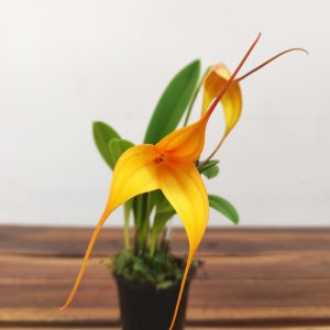 Masdevallia Amarela V.6