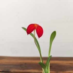 Masdevallia 'Ignea'