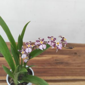 Oncidium Titanium V.9