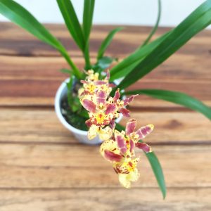 Oncidium Titanium V.9